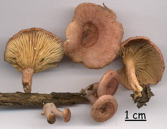 Lactarius spinosulus